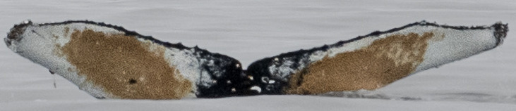 Fluke of HW-MN1305754
