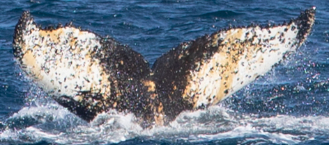 Fluke of HW-MN1305758