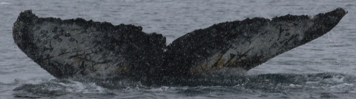 Fluke of HW-MN1305767