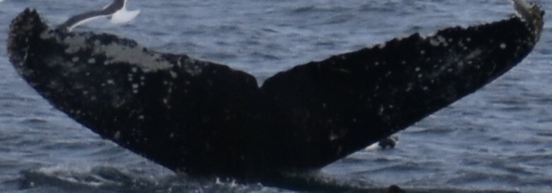 Fluke of HW-MN1305816