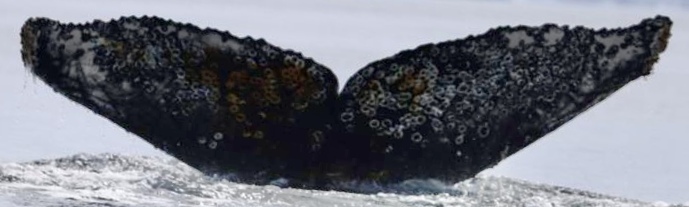 Fluke of HW-MN1305817