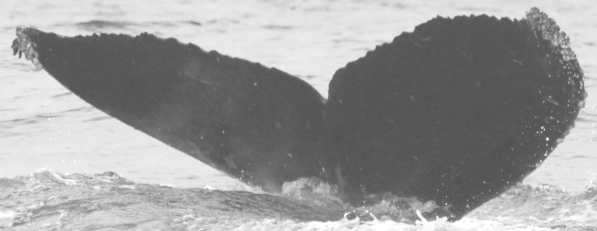 Fluke of CRC-12166