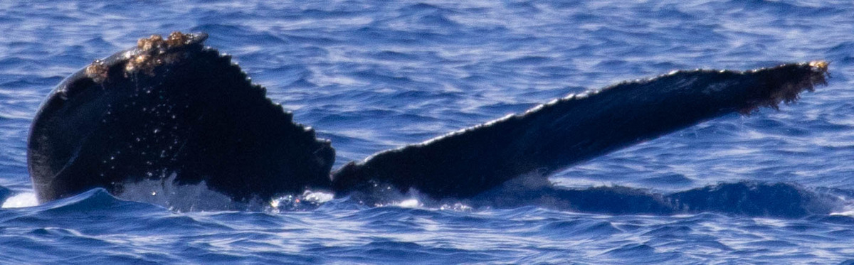 Fluke of Manu Kai (BC)