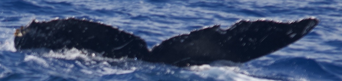 Fluke of Georgia84 (Hawaii)