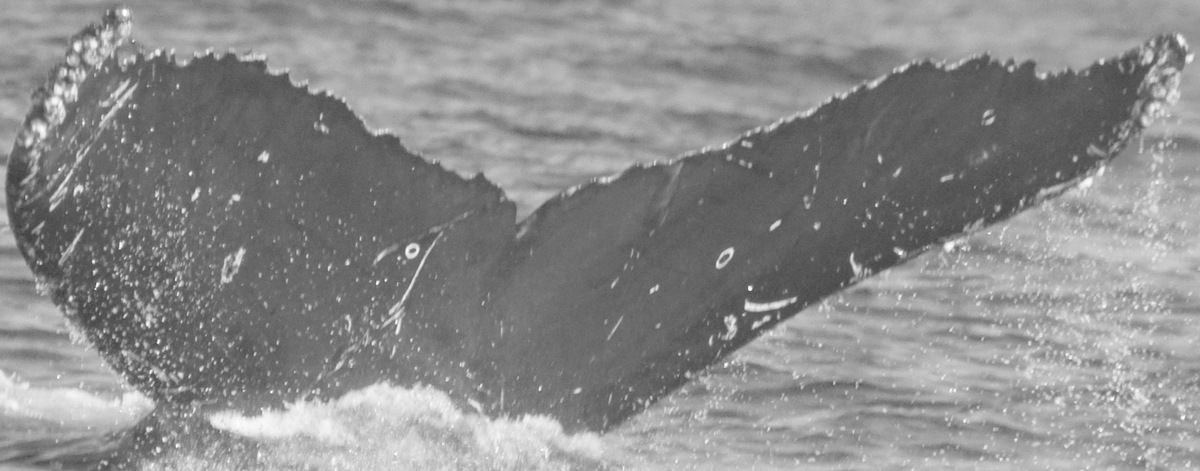 Fluke of CRC-15158