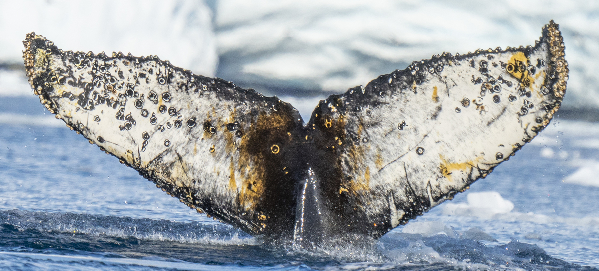 Fluke of Mariposa (Antarctica)