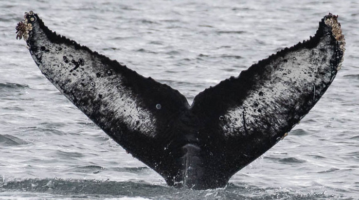 Fluke of CRC-20977