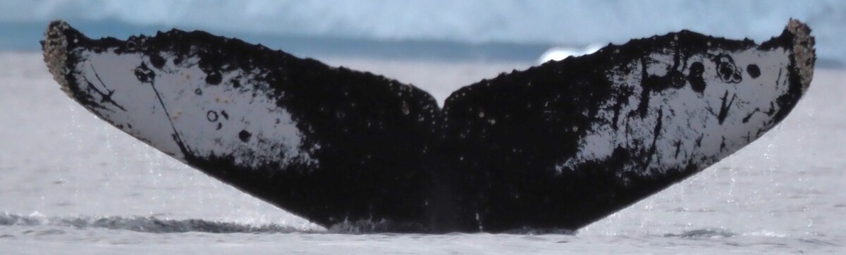 Fluke of Pinofred (Antarctica)