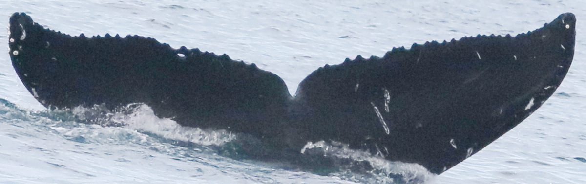 Fluke of CRC-21005