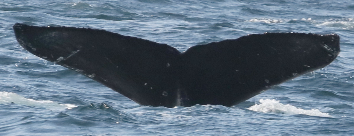 Fluke of CRC-20974