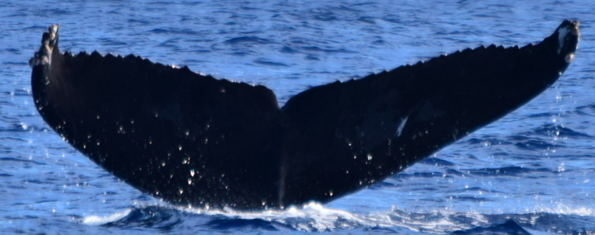 Fluke of CRC-20980
