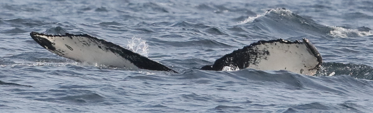 Fluke of CRC-20923