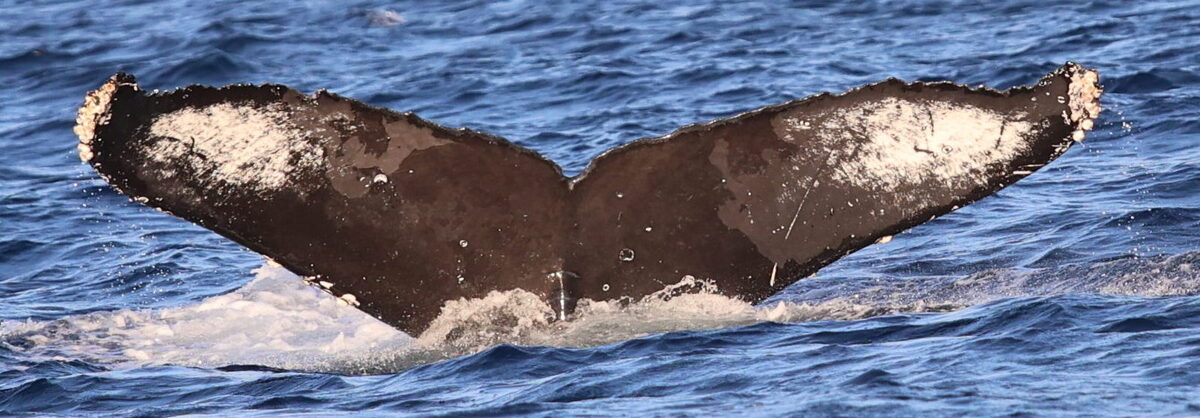 Fluke of CRC-20985