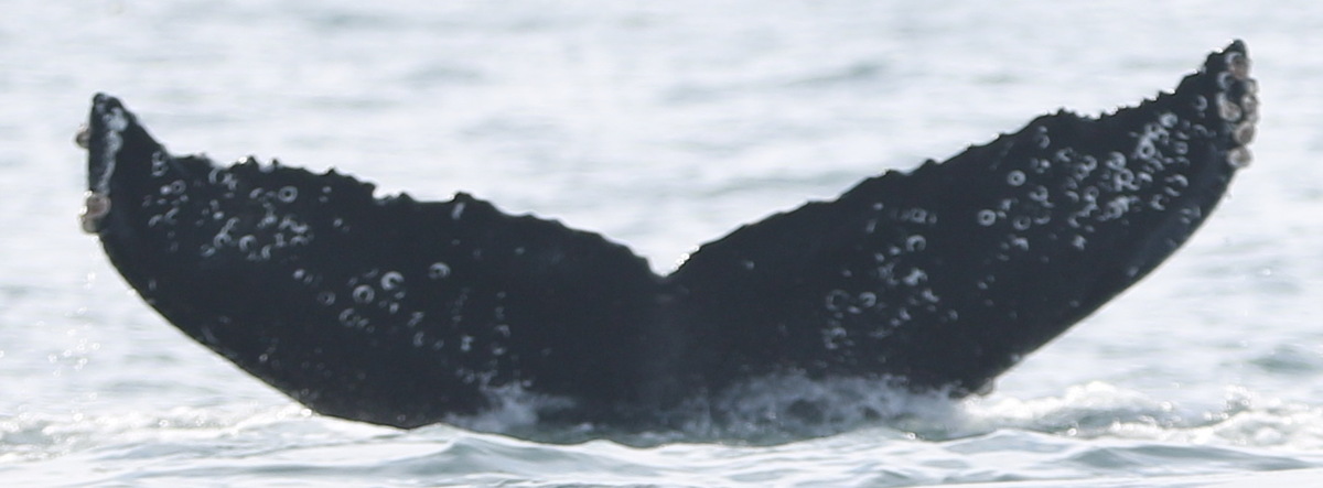 Fluke of CRC-21044
