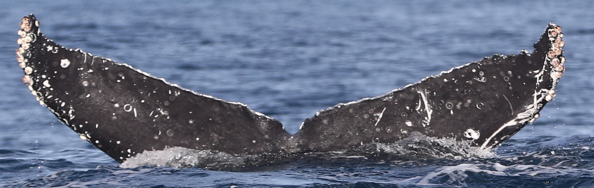 Fluke of CRC-21009