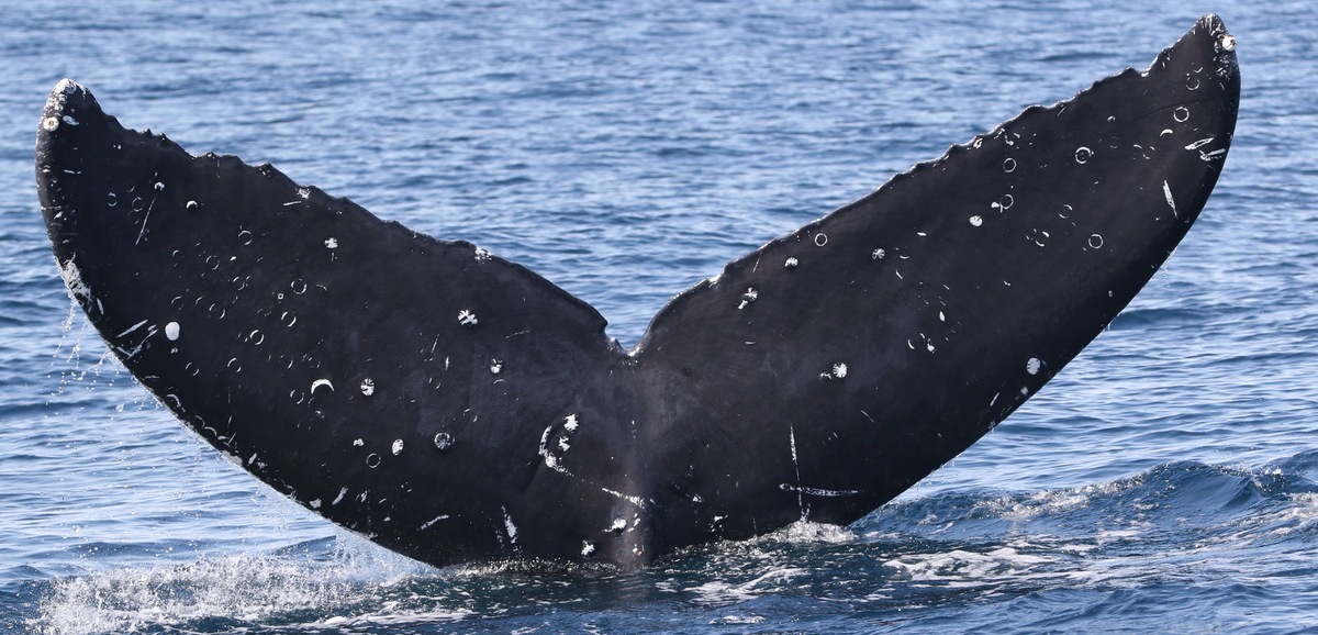 Fluke of CRC-21016