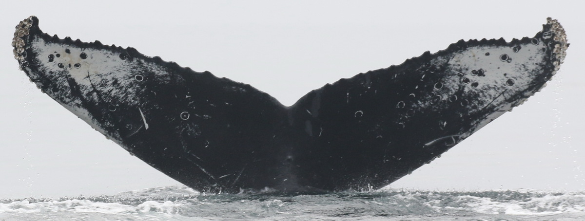Fluke of CRC-20962