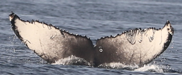 Fluke of CRC-21012