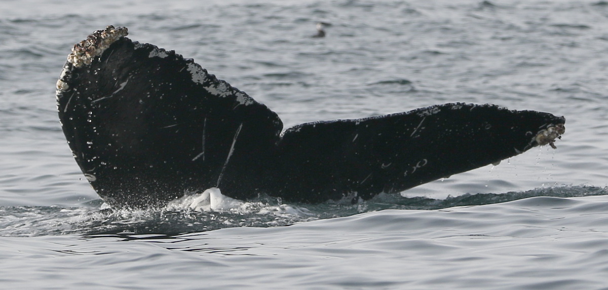 Fluke of CRC-21011