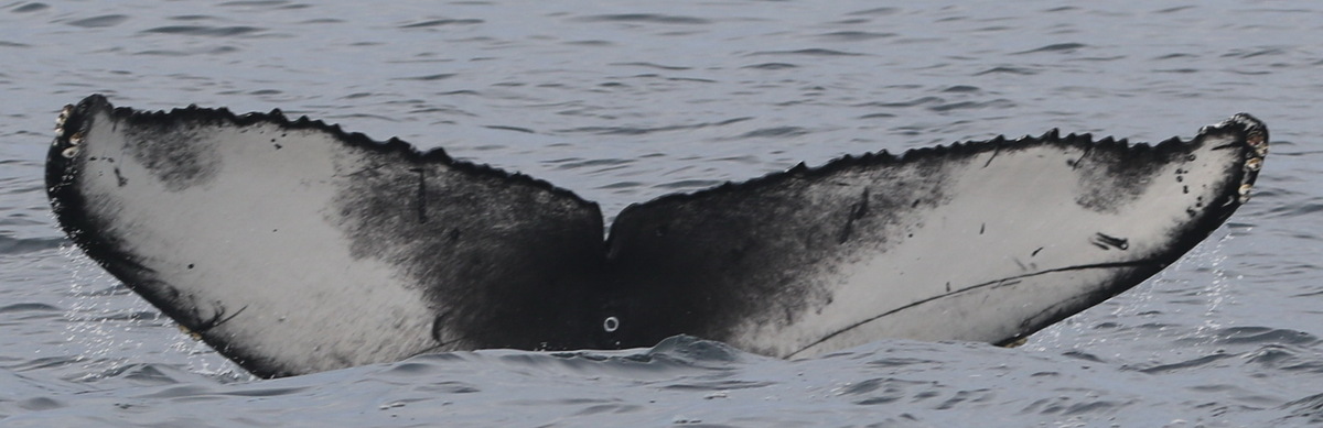 Fluke of CRC-20920