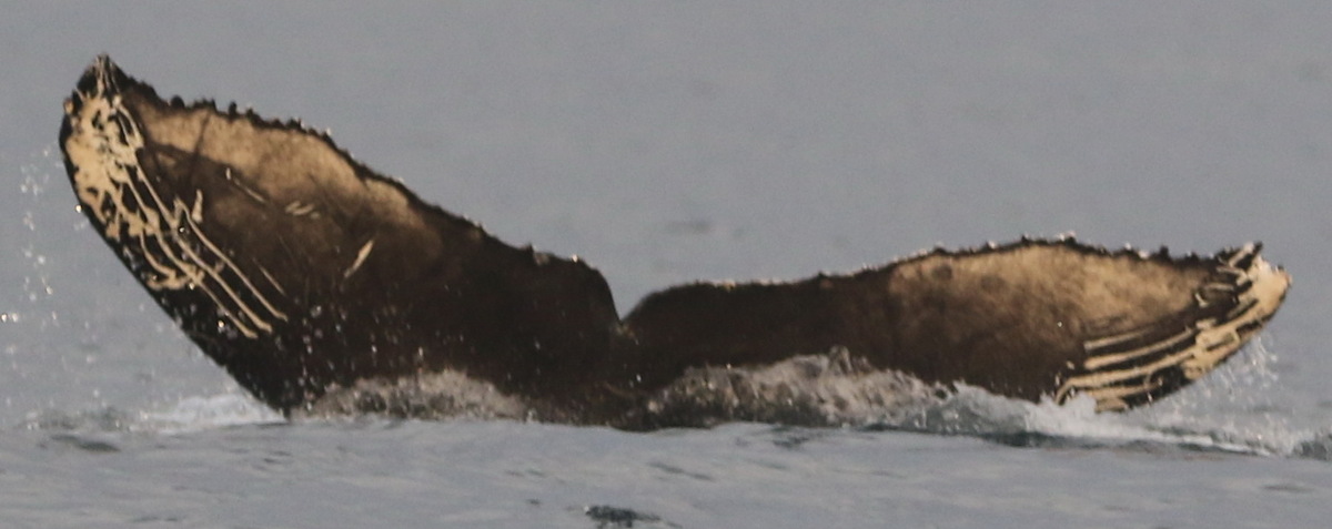 Fluke of CRC-20919