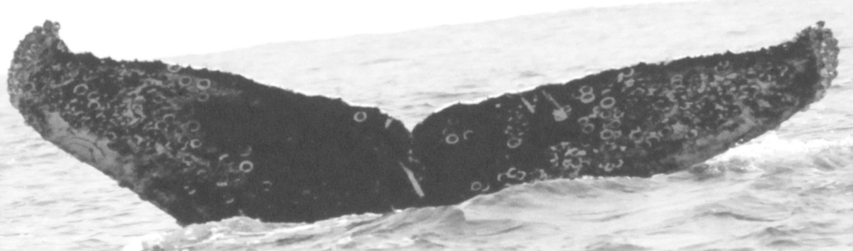 Fluke of CRC-12346