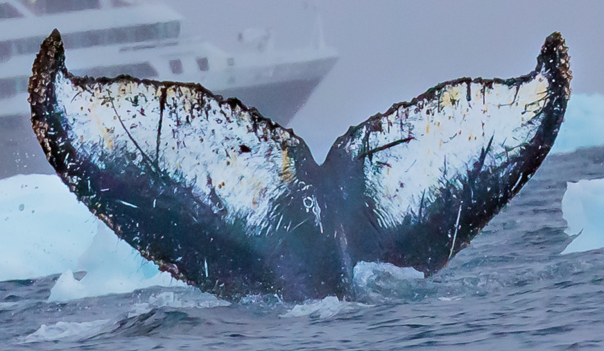 Fluke of HW-MN1305848