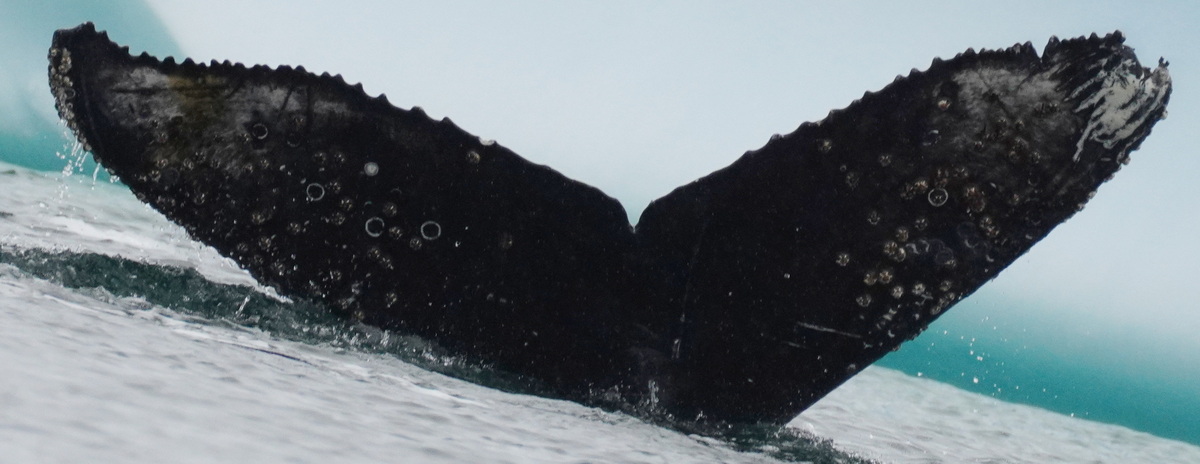 Fluke of Bhaskar (Antarctica)