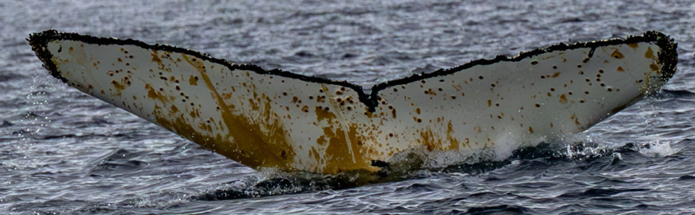 Fluke of HW-MN1305865