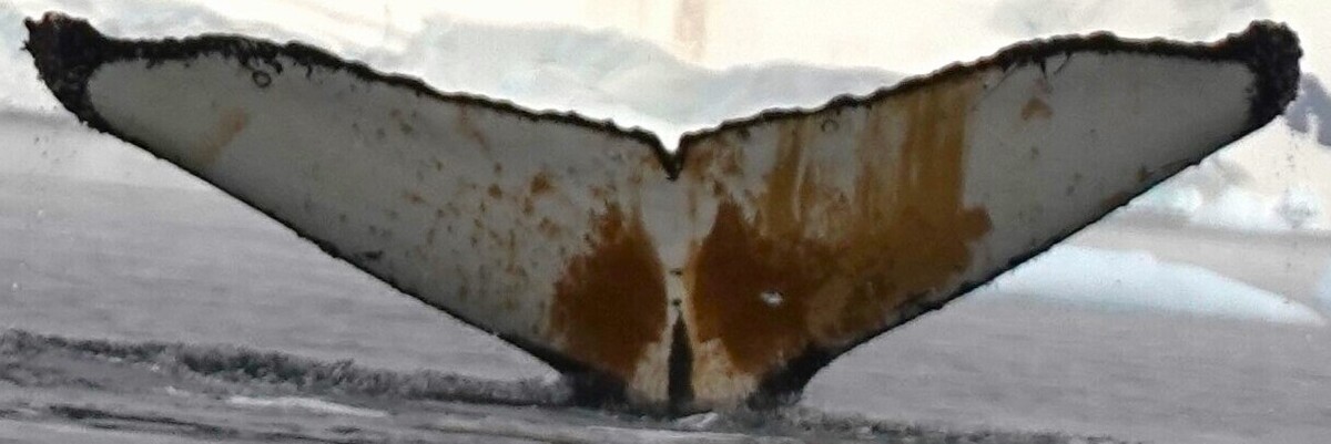 Fluke of Mamang (Antarctica)