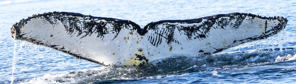 Fluke of Mea ola (Antarctica)