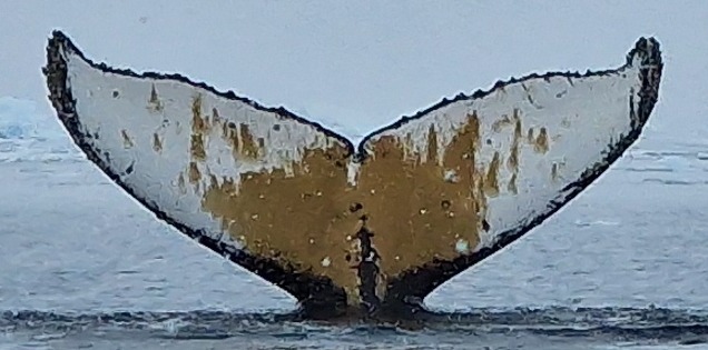 Fluke of HW-MN1305883
