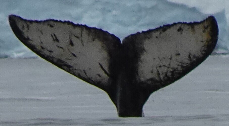 Fluke of HW-MN1305890