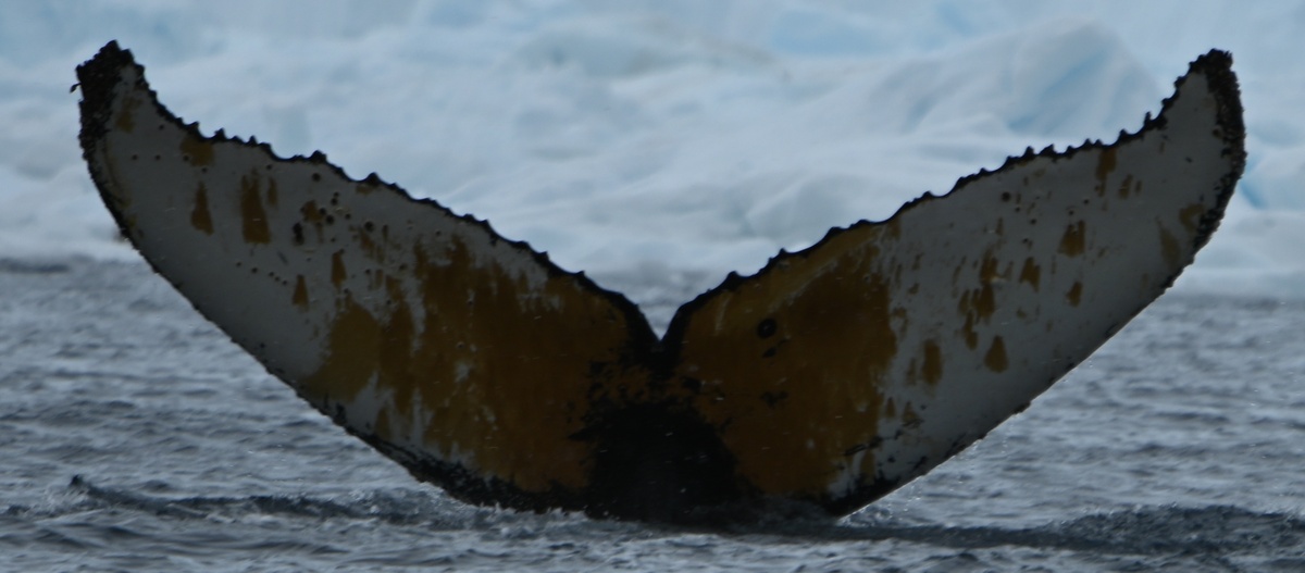 Fluke of HW-MN1305893