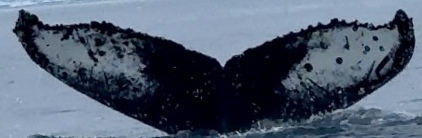 Fluke of HW-MN1305907