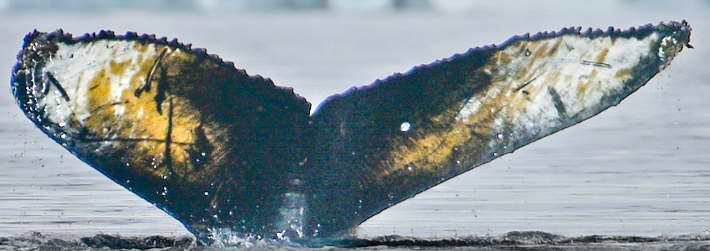 Fluke of Greyson (Antarctica)