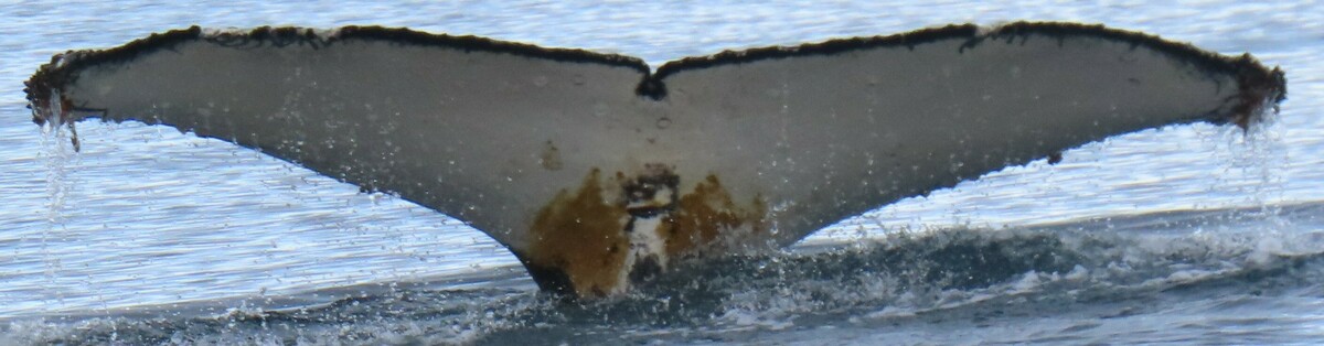 Fluke of HW-MN1305926