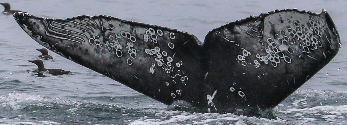 Fluke of Dewdrop (California)