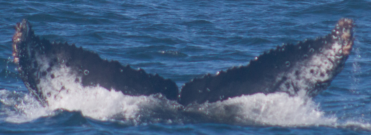 Fluke of CRC-22497