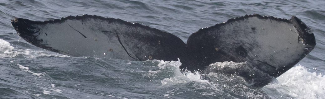 Fluke of CRC-22158