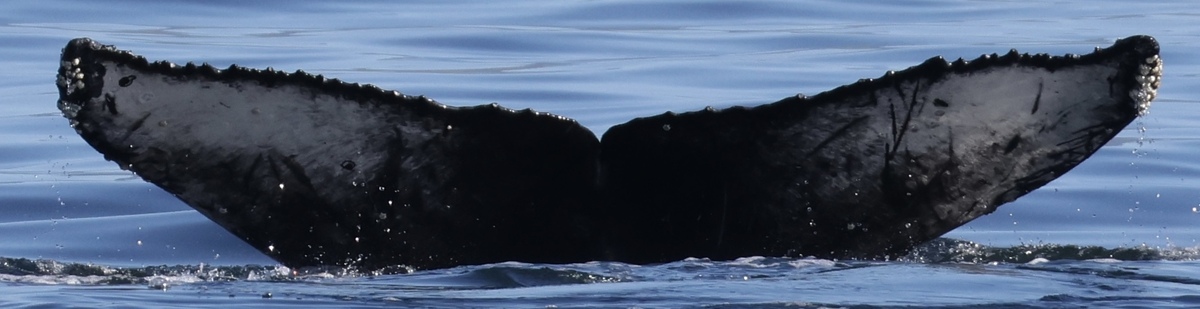 Fluke of CRC-22501