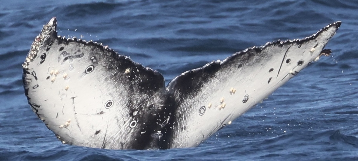 Fluke of Secret Smiley (California)