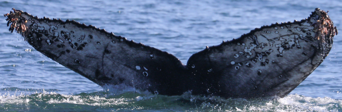Fluke of CRC-22504