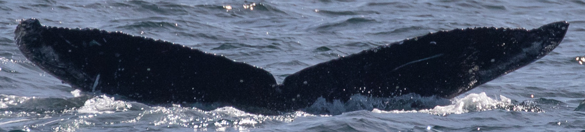 Fluke of CRC-22160