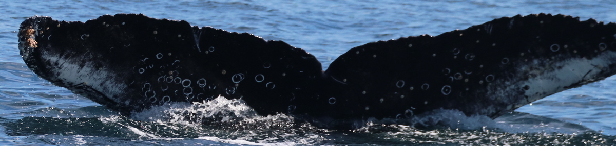 Fluke of CRC-22506