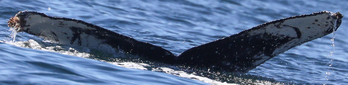 Fluke of CRC-22507