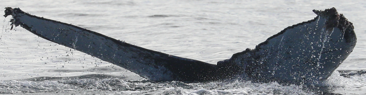 Fluke of CRC-22510