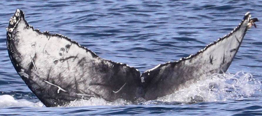 Fluke of CRC-22513