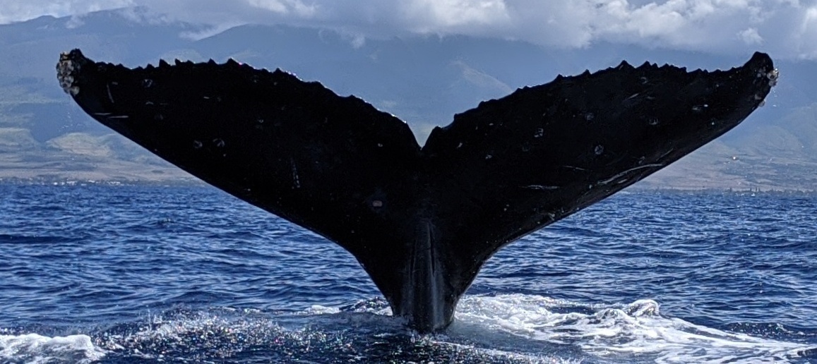 Fluke of HW-MN0444716
