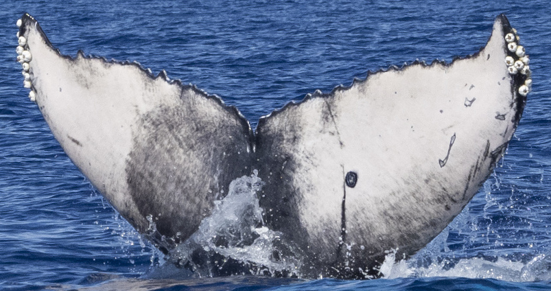 Fluke of HW-MN0444719
